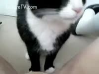 Pet porn cat eating a pussy